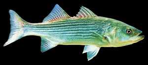 Striped Bass. Photo by Richard T. Bryant. Email richard_t_bryant@mindspring.com